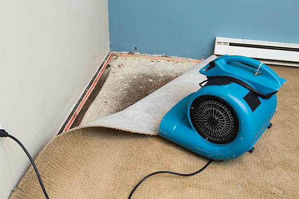 Best Mold removal after water damage  in Naranja, FL